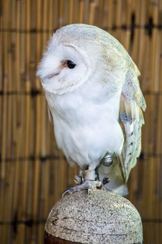 A captive barn owl, latin name Tyto Alba sitting on a shady perch.