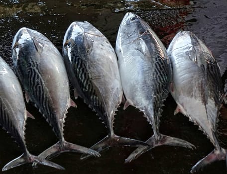 Freshly caught tuna are sold at a local fish market