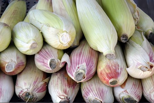 Corn cobs with their husks are ready for cooking