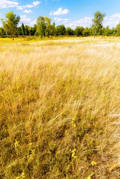 Herbs, gramineae and poaceae, moved by the wind, in the meadow at the edge of the forest, under a cloudy summer sky, in Kiev, Ukraine