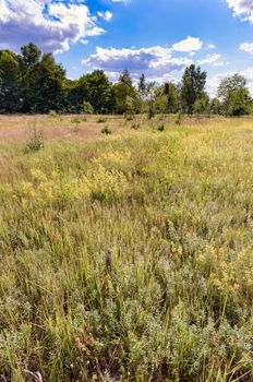 Galium verum, also known as lady's bedstraw or yellow bedstraw, and other wild plants, in the meadow at the edge of the forest, under a cloudy summer sky, in Kiev, Ukraine