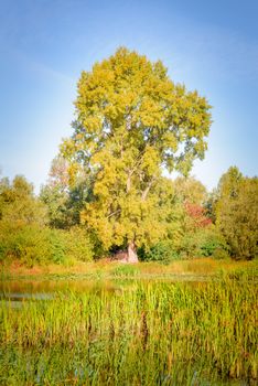 A huge poplar close to the river with reeds at the beginning of autumn. Lush vegetation with green orange and red leaves