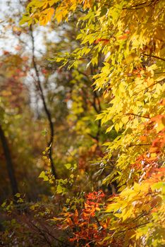 Yellow and red Rowan leaves in the autumn forest