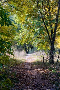 Autumn forest path between maple, oak and poplar trees in a sunny day