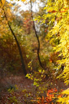 Yellow and red Rowan leaves in the autumn forest