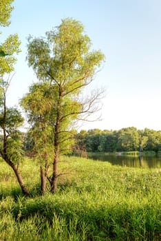 Green reeds are growing close to the lake in summer. An old willow grows in the middle. The evening light plays with the wind and creates a quiet atmosphere.