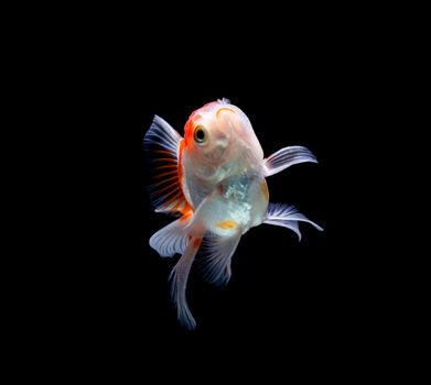 goldfish isolated on a dark black background