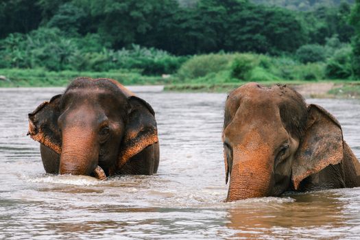 Asian Elephant in a nature at deep forest in Thailand