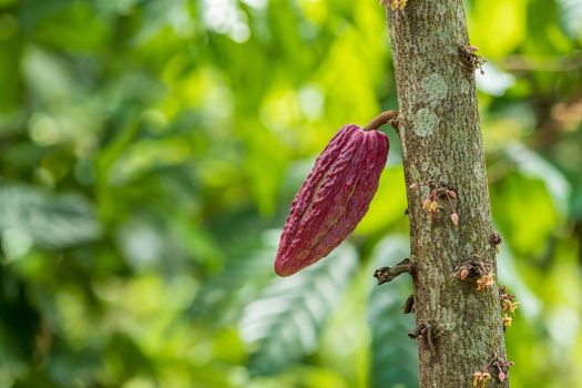 Cacao Tree (Theobroma cacao). Organic cocoa fruit pods in nature.