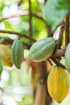 Cacao Tree (Theobroma cacao). Organic cocoa fruit pods in nature.