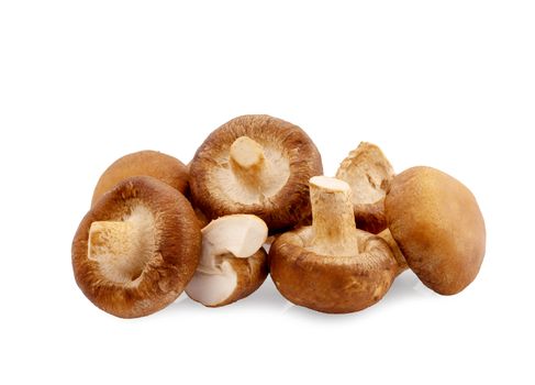 Shiitake mushroom on the White background