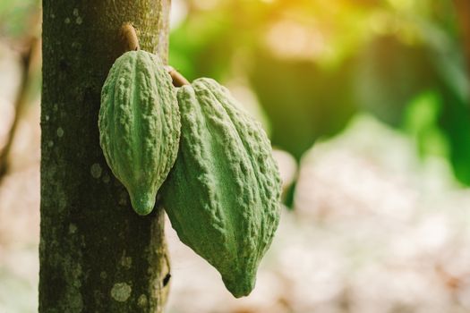 Cacao Tree (Theobroma cacao). Organic cocoa fruit pods in nature.