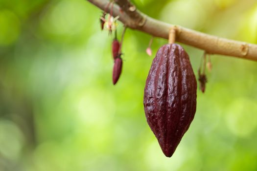 Cacao Tree (Theobroma cacao). Organic cocoa fruit pods in nature.