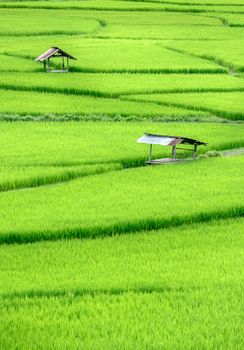 Beautiful Green Terraced Rice Field