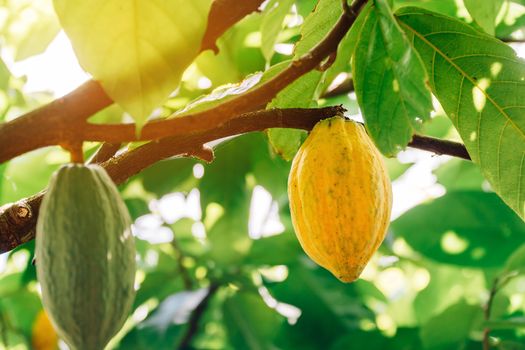 Cacao Tree (Theobroma cacao). Organic cocoa fruit pods in nature.