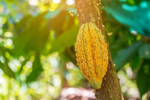 Cacao Tree (Theobroma cacao). Organic cocoa fruit pods in nature.