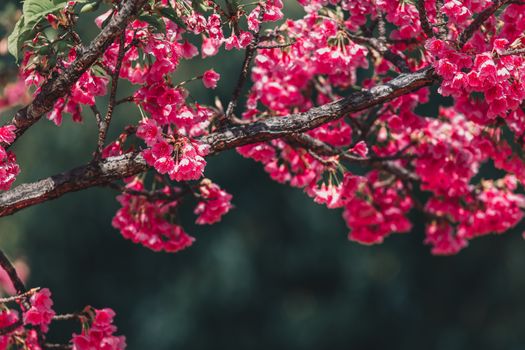 Cherry Blossom and Sakura wallpaper