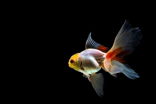 goldfish isolated on a dark black background