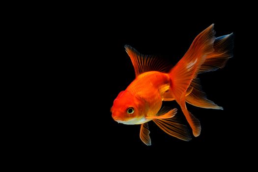 goldfish isolated on a dark black background