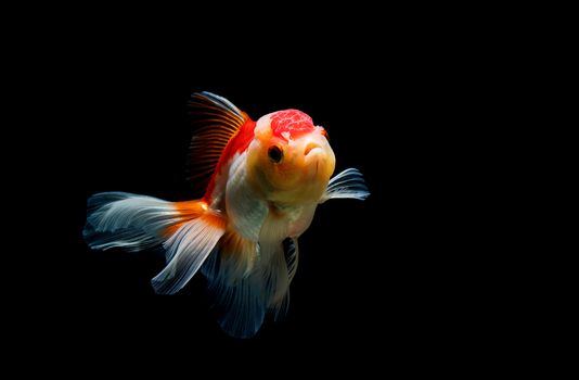 goldfish isolated on a dark black background