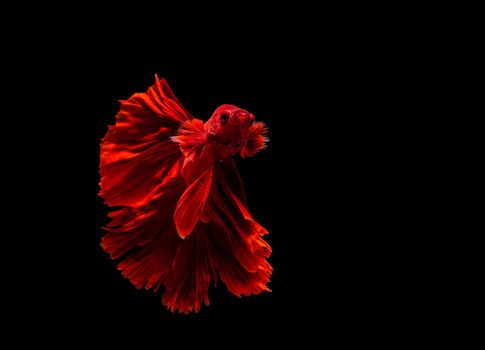 Betta fish, siamese fighting fish, betta splendens isolated on black background