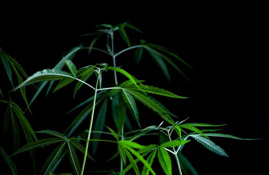 cannabis on a Black background