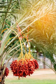 Dates palm branches with ripe dates