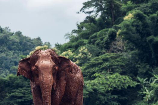 Asian Elephant in a nature at deep forest in Thailand