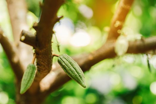 Cacao Tree (Theobroma cacao). Organic cocoa fruit pods in nature.