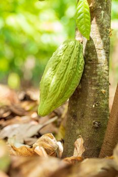 Cacao Tree (Theobroma cacao). Organic cocoa fruit pods in nature.