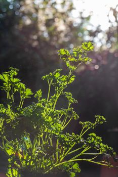 Curly parsley leaves closeup in the garden