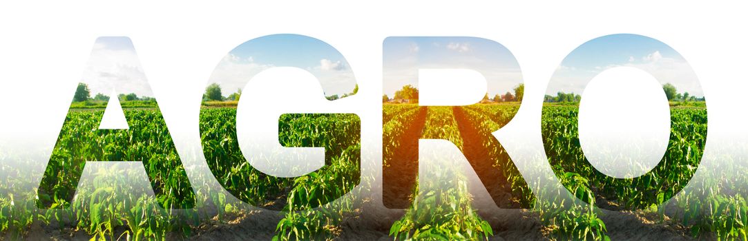 Plantation field rows of pepper bushes and the word Agro. Agribusiness and agriculture. Beautiful agricultural landscape. Growing crops vegetables. Farming