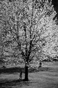 Blossom Tree in a Park in black and white