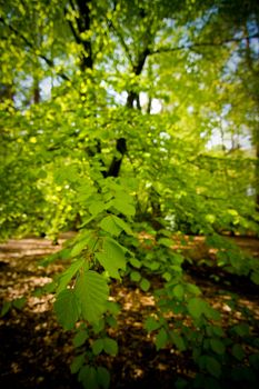 Interesting Trees in the Woods in England