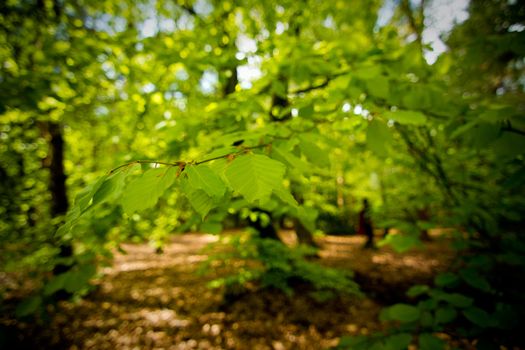 Interesting Trees in the Woods in England