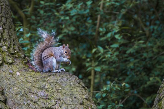 Squirrel eating a nut