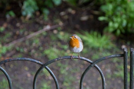 A robin sitting on a fence in the park