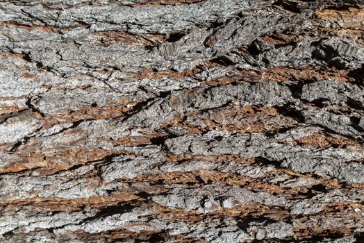 texture of brown pine bark