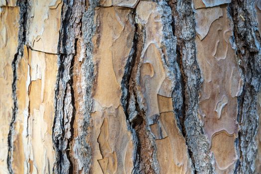 texture of brown pine bark