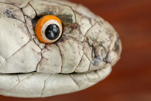 A close up head of a King Cobra. Tanned skin of Ophiophagus hannah. Belt of the most venomous snake on Bali island in Indonesia. Product from leather workshop.