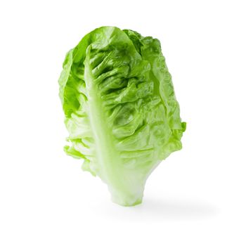 fresh baby Cos Lettuce Isolated on a White Background.