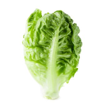 fresh baby Cos Lettuce Isolated on a White Background.