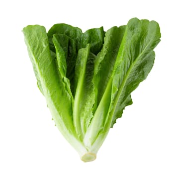 Cos Lettuce Isolated on a White Background.