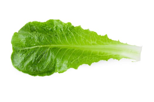 Cos Lettuce Isolated on a White Background.