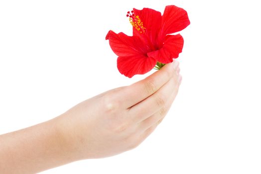 Hand hold fresh red hibiscus flower isolated on white background