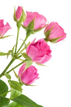 Pink roses isolated on white background