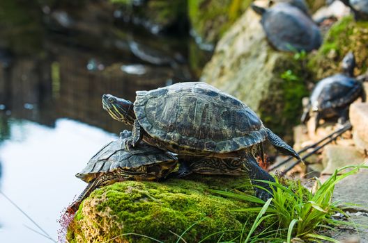 Slider turtles