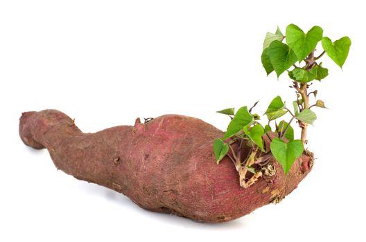 Germinated sweet potato isolated on white background