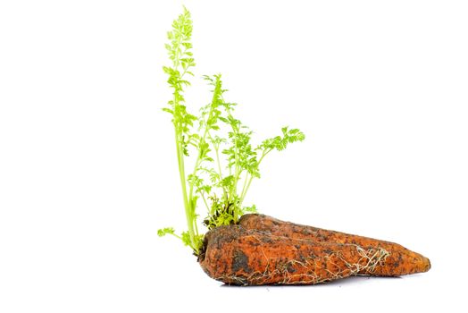 Sprouted fresh dirty carrot isolated on white background