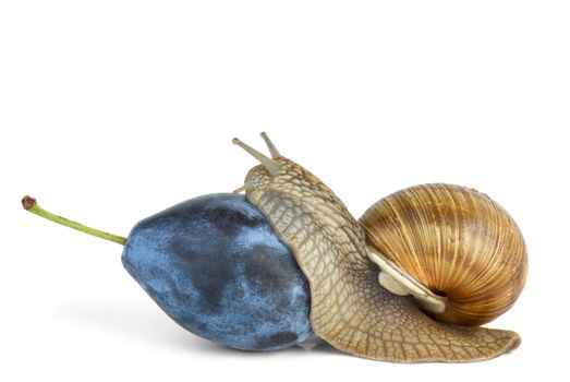 Snail eat plum berry isolated on the white background